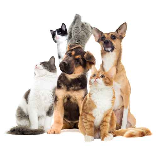 Pet Food
